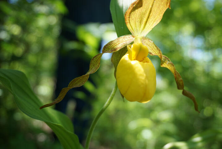 Yellow Lady's Slipper