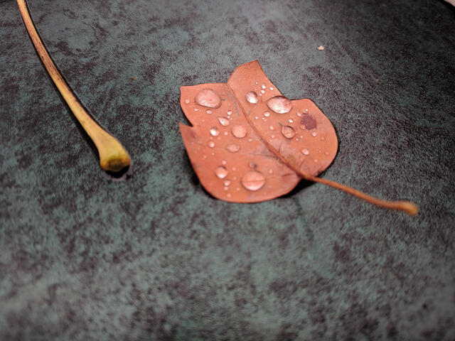 Poplar on car